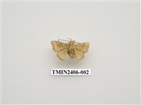 藏品(臺灣天幕枯葉蛾)的圖片